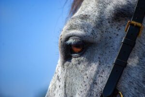 Horse for sale in Netherlands