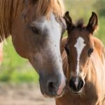 Horse for sale in Russia