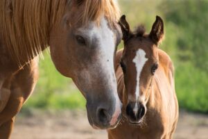 Horse for sale in Russia