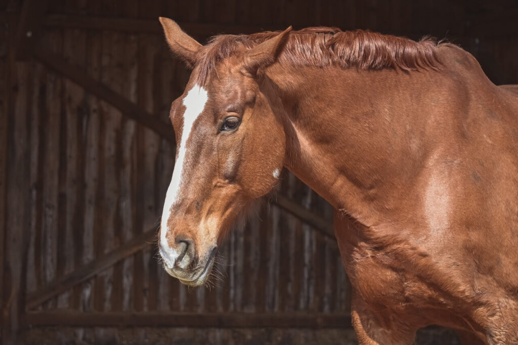 Horses for sale in Austria