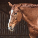 Horses for sale in Austria