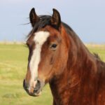 Horses for sale in Belgium