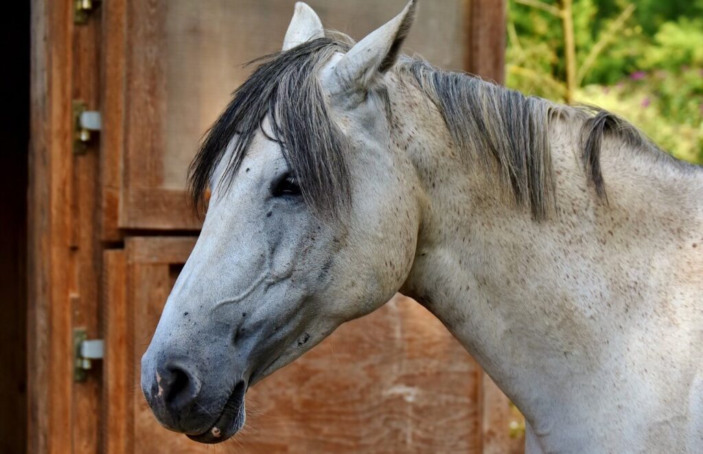 Horses for sale in Canada