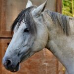 Horses for sale in Canada