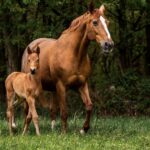 Horses for sale in Croatia