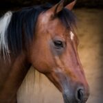 Horses for sale in Czech Republic