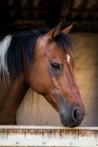 Horses for sale in Czech Republic