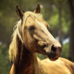 Find horse for sale in Germany