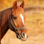 Horse for sale in Greece