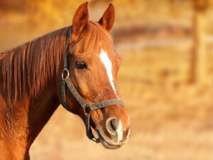 Horse for sale in Greece