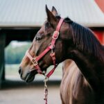 Horse for sale Hungary