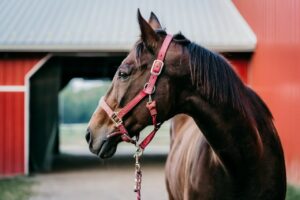 Horse for sale Hungary