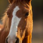 Horses for sale in Ireland