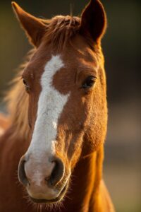 Horses for sale Ireland