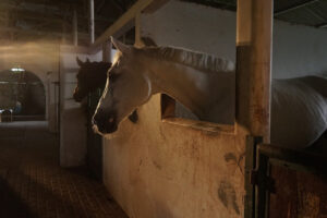 Horse for sale Poland