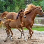 Horses for sale United Arab Emirates