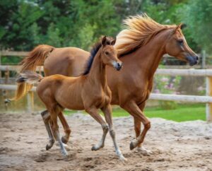 Horses for sale United Arab Emirates