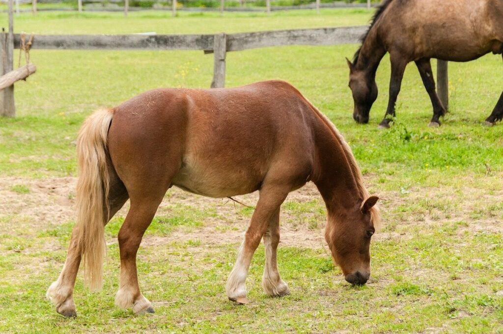 The Irish Draught Horse the-irish-draught-horse