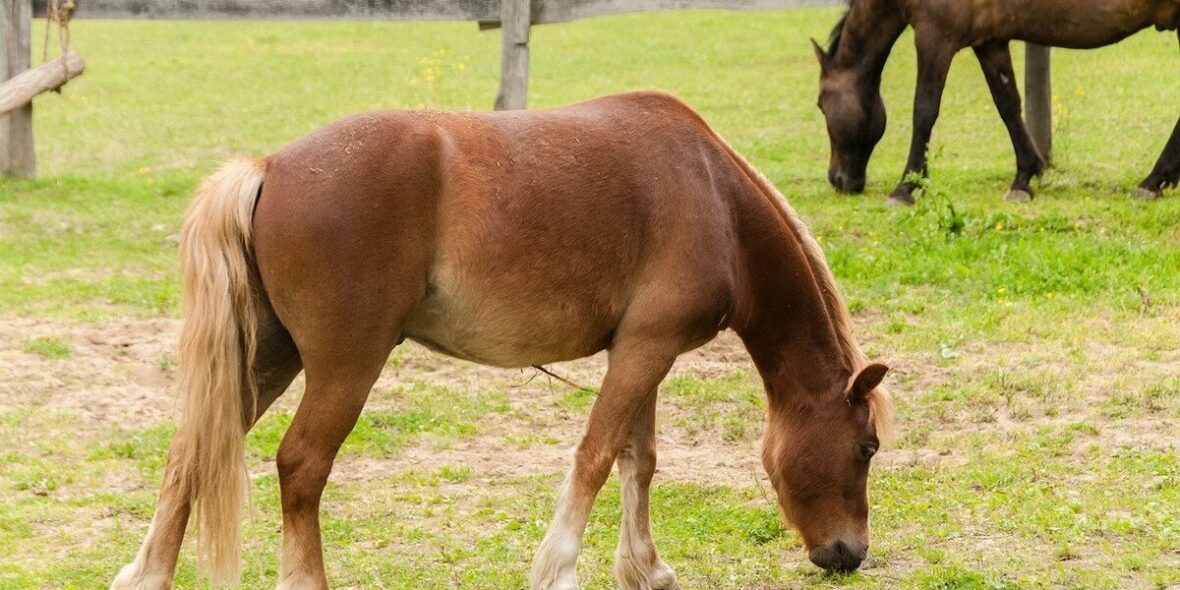 Horses for Sale Near Me – Find Local Horses | forequestrian.com Horses for Sale Near Me – Find Local Horses | forequestrian.com