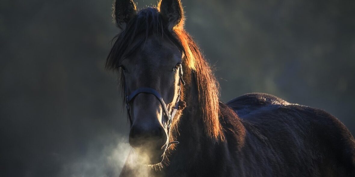 How long do horses live - all horses