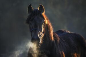 How long do horses live - all horses
