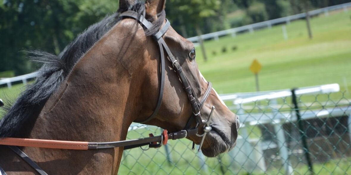 How to Prepare Your Horse for Competition