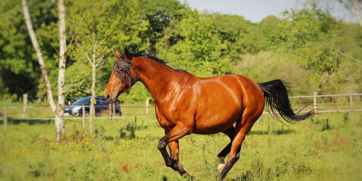 How to Read Your Horse's Body Language How to Read Your Horse's Body Language