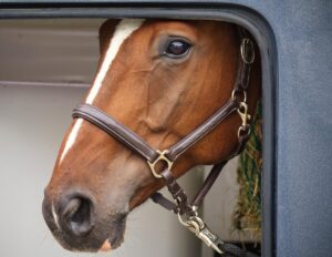 How to Transport a Horse Safely