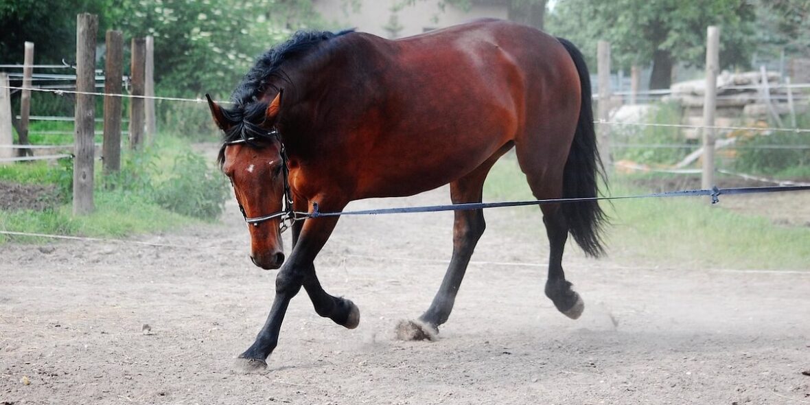 How to build horse fitness safely How to build horse fitness safely - Forequestrian.com