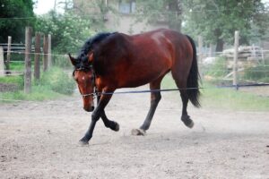 How to build horse fitness safely How to build horse fitness safely - Forequestrian.com