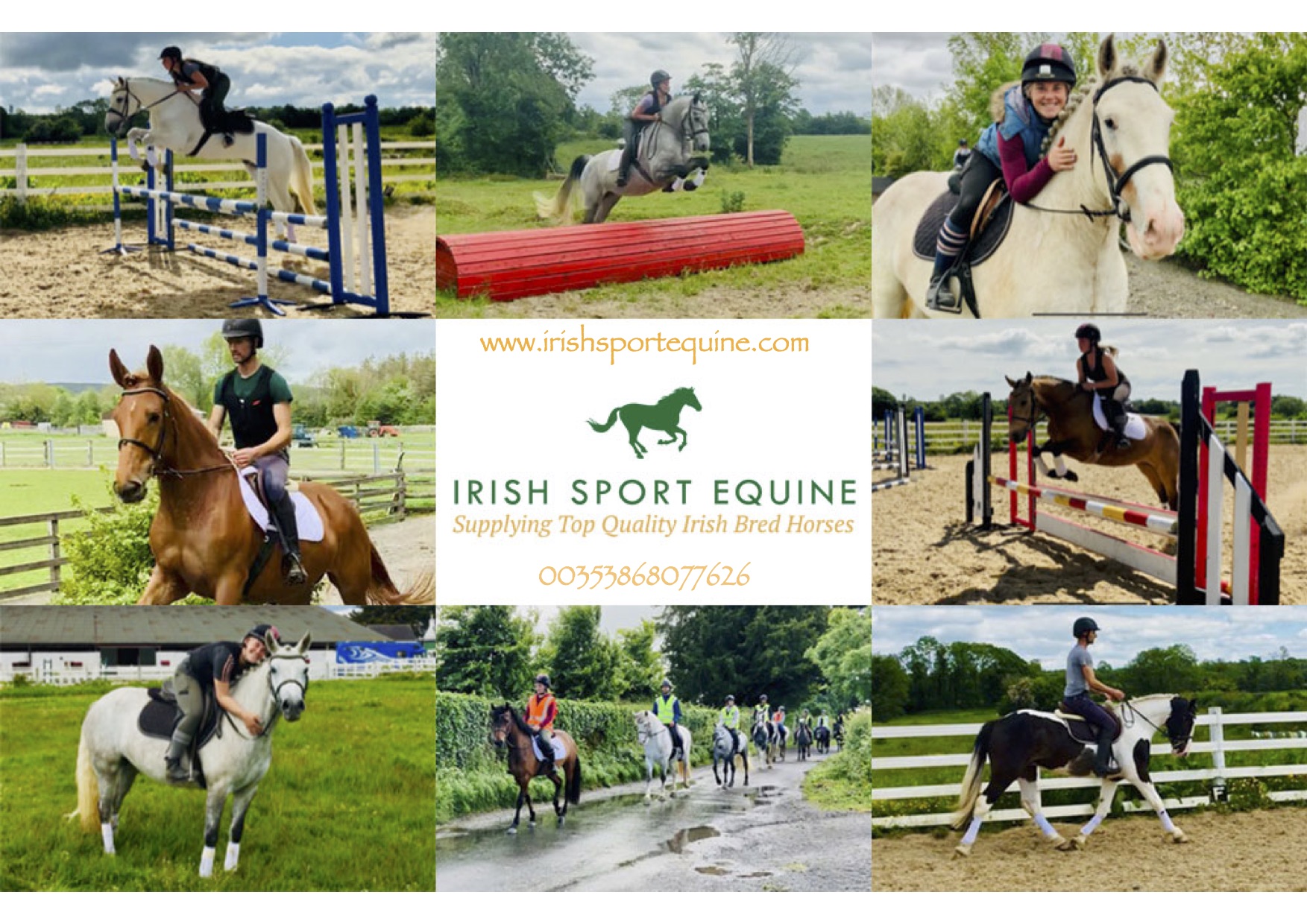 Eventing horse for sale