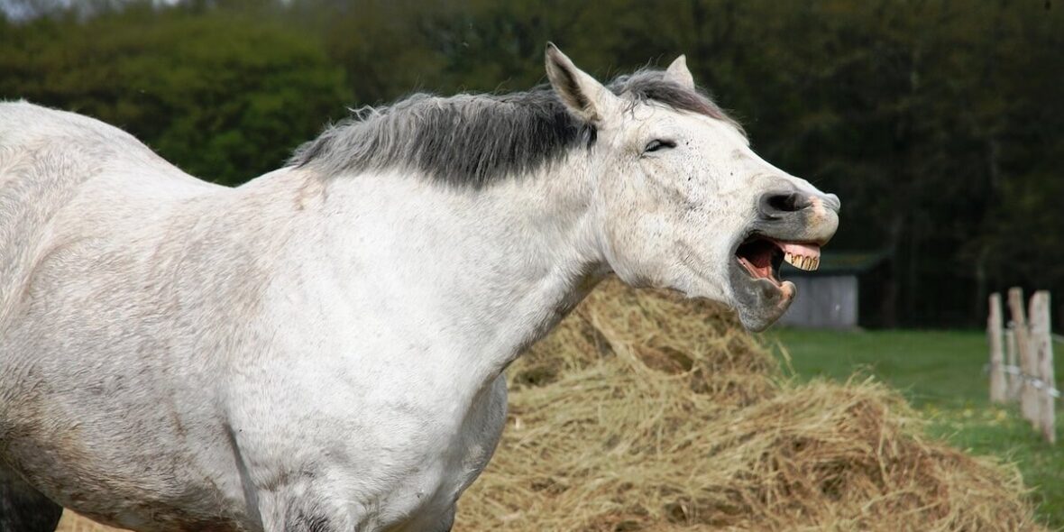 Optimal Health with Hay & Haylage for horses