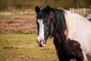 Piebald Draft Cross horse with blue eye in a pasture