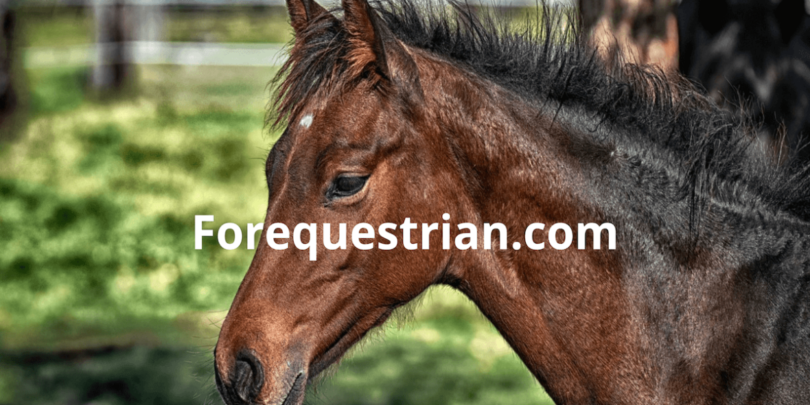 Pony and horse for sale and ads for other equipment