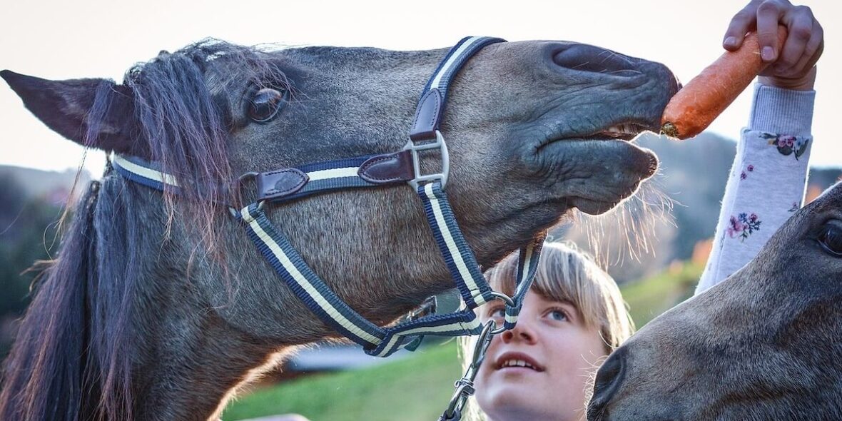 Reinforcement horse training R+