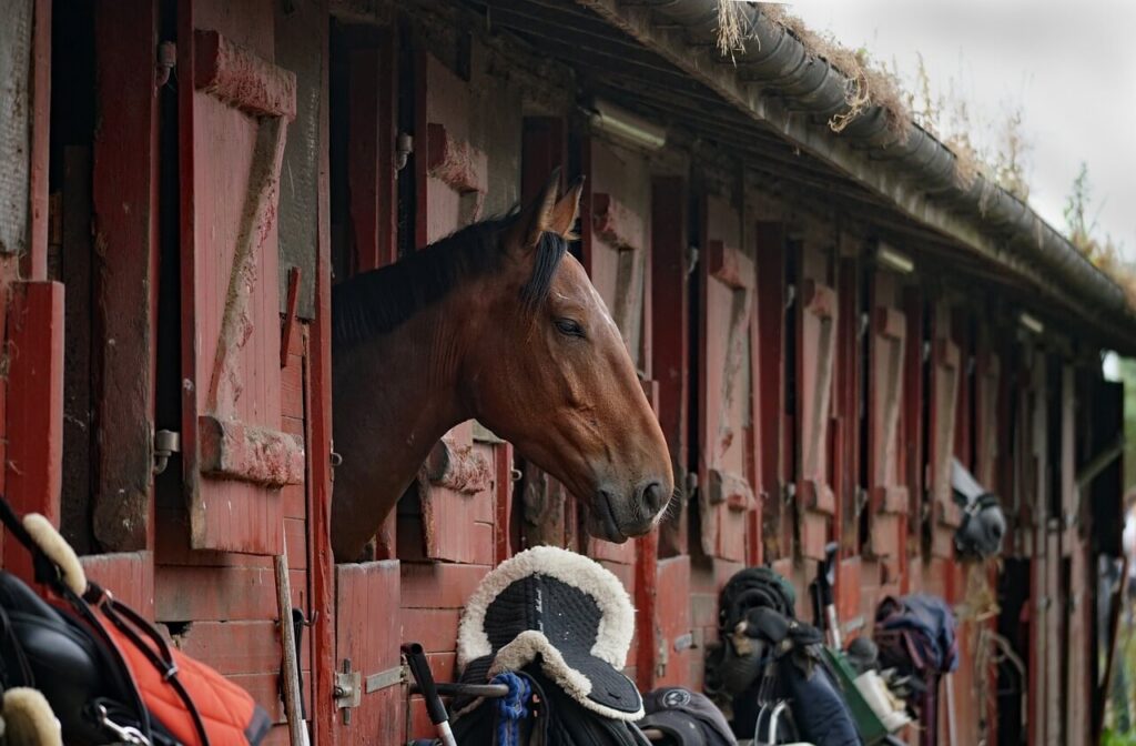 Sport horses stables