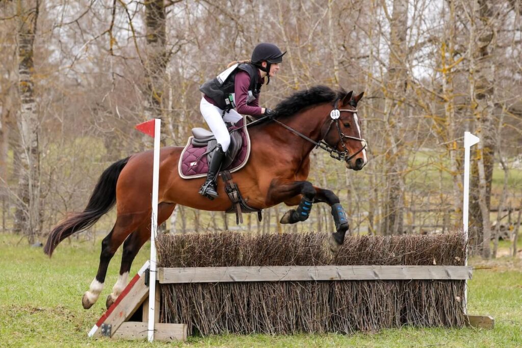 Seany Boy horse eventing