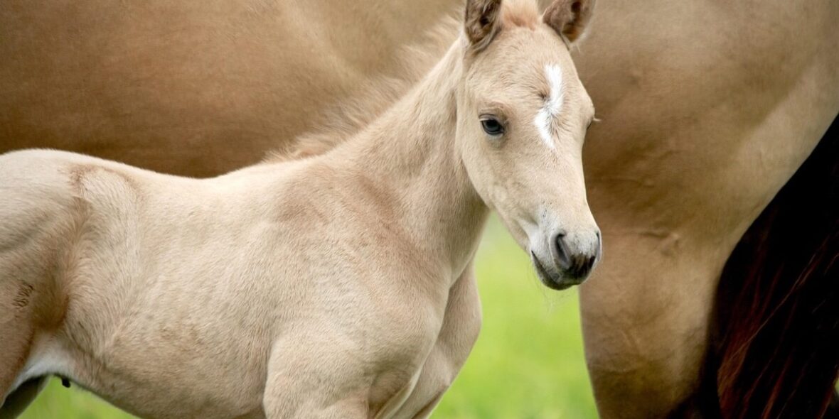 Training Your Young Horse – A Complete Program to Build a Confident Riding Horse