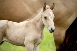 Training Your Young Horse – A Complete Program to Build a Confident Riding Horse