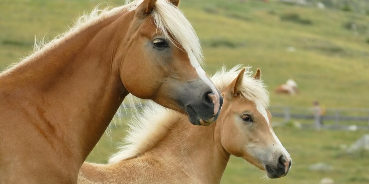 All types of horses
