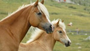 All types of horses