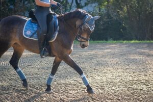 Your Seat in the Saddle for horse riders