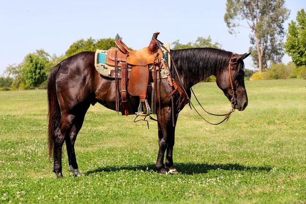 00Seven-Paint-Gelding