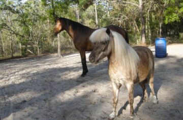 00s0s_b6NBks2yNOM_0x20oM_1200x900