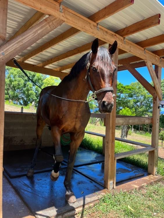 Strong Bay Sport Horse Available for Rent