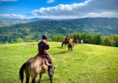 Horse farm in Italy