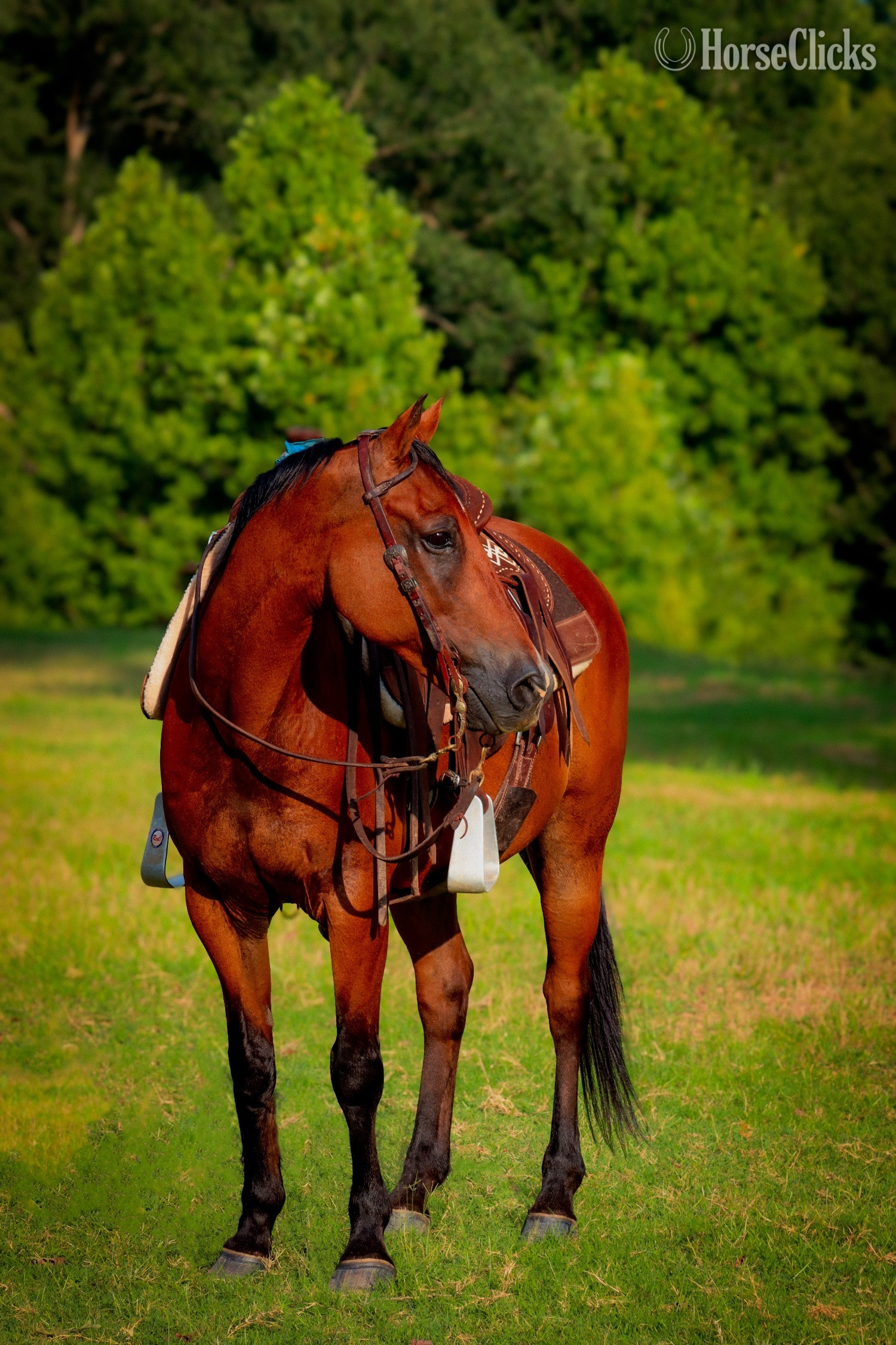 “Morgan ” Bay Gelding Quarter Horse
