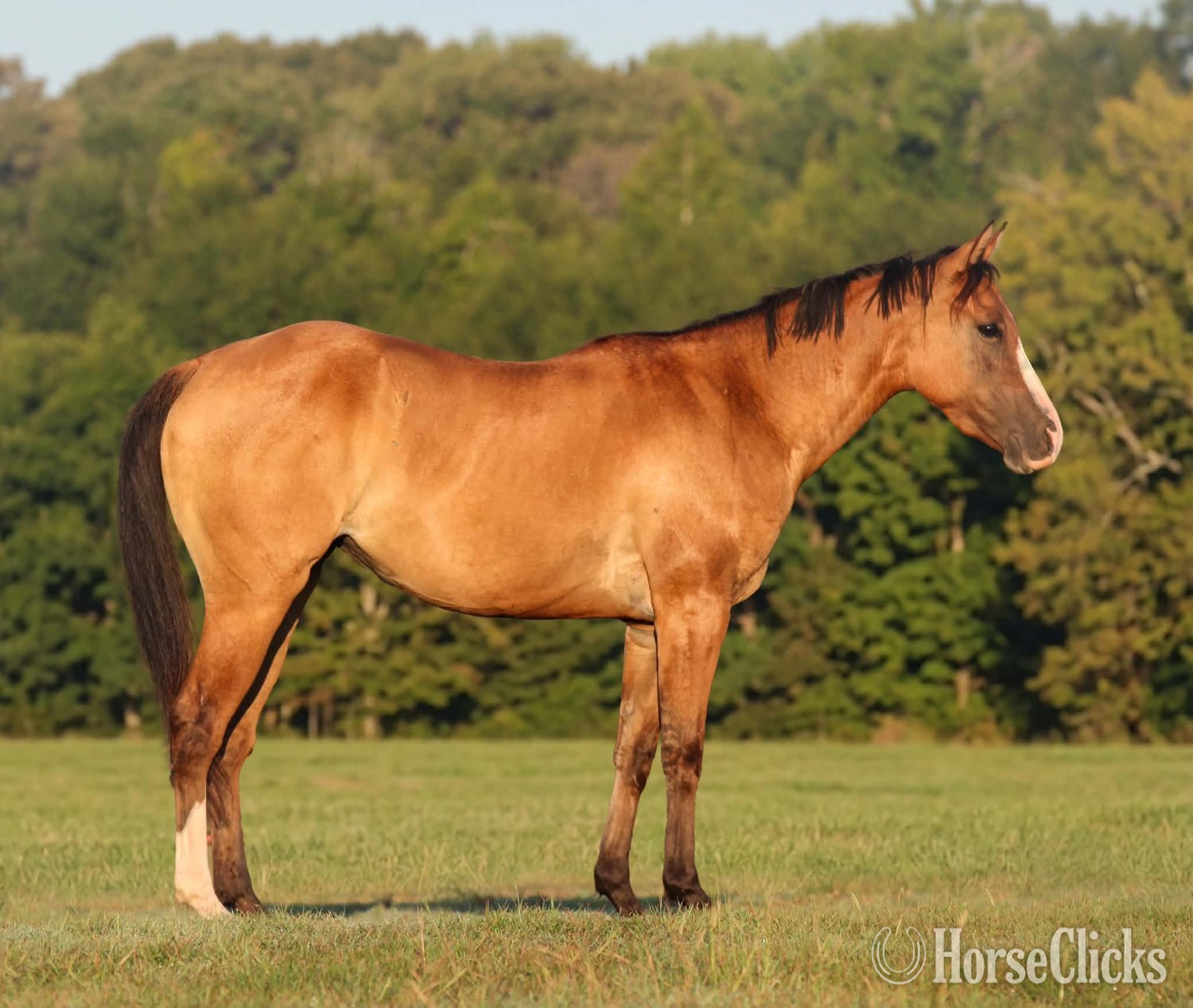 GINGER” Dun Mare Quarter Horse Athens, Texas