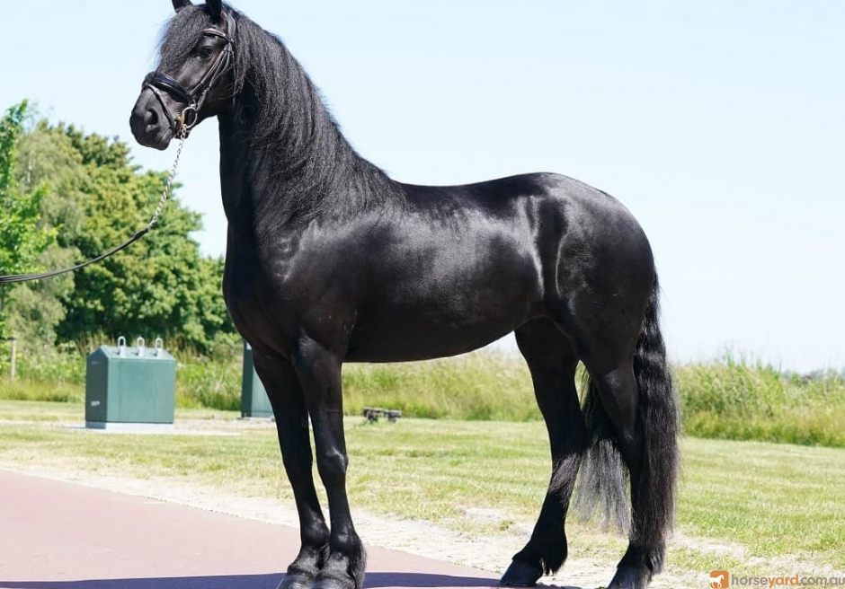 Stunning Friesian Gelding Horse for sale