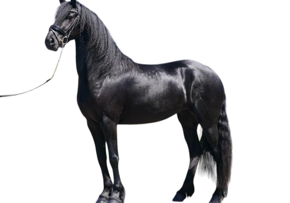 Outstanding & sweet dreams horses